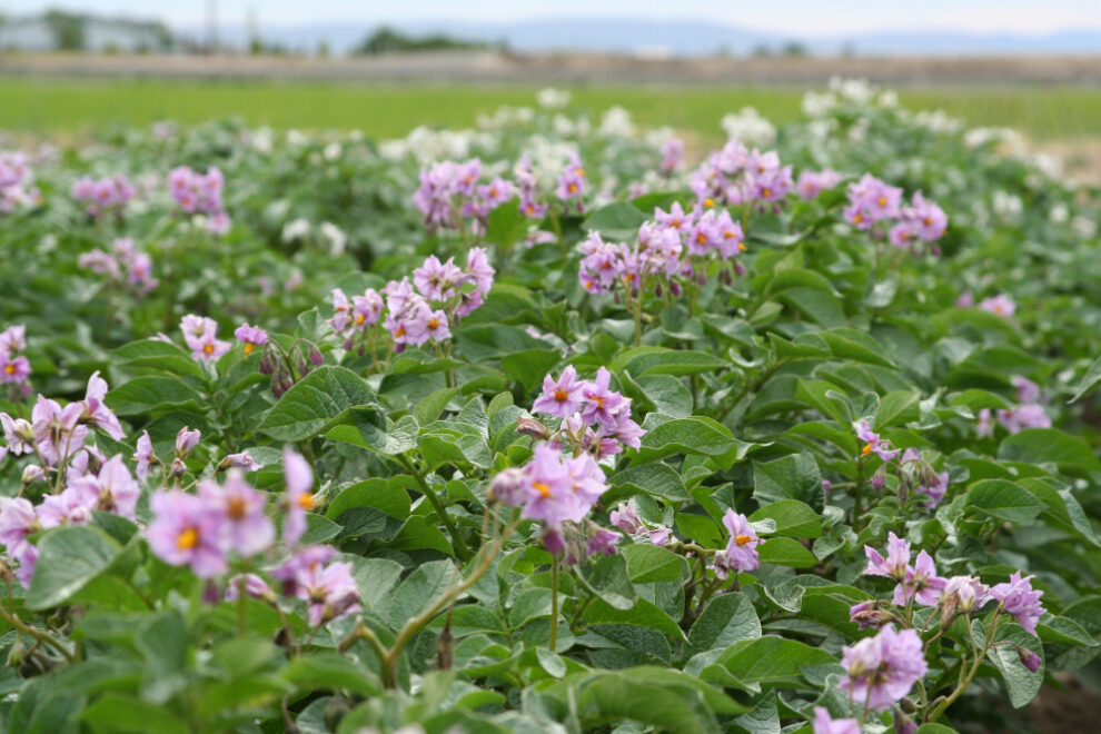 Contact Us Potatoes at WSU Washington State University
