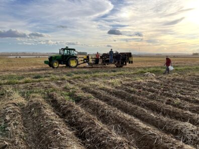 A picture of a potato digger-bagger.