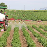 A picture of a chemigation simulation sprayer in a field of potatoes.