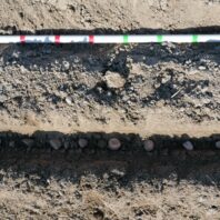 A picture of a measuring stick on the soil to help properly measure the distance between potato seed pieces a plot.