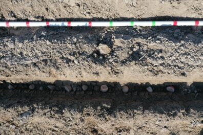 A picture of a measuring stick on the soil to help properly measure the distance between potato seed pieces a plot.