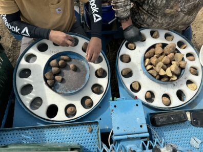 A picture of potato planting discs being used during planting.