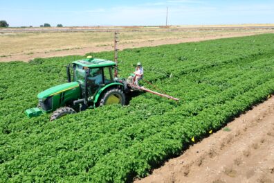 A picture of a person operating a spray boom in a small potato research plot.