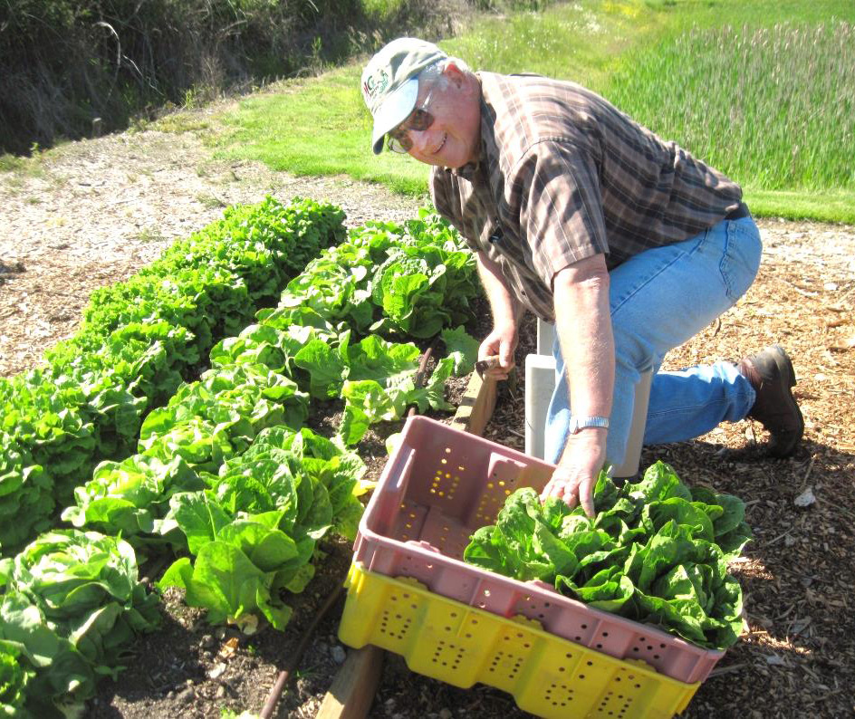 March 30 How to build a successful community garden WSU Insider