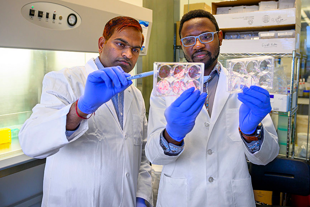 Study authors Shobhan Gaddameedhi and Panshak Dakup look at cell cultures.