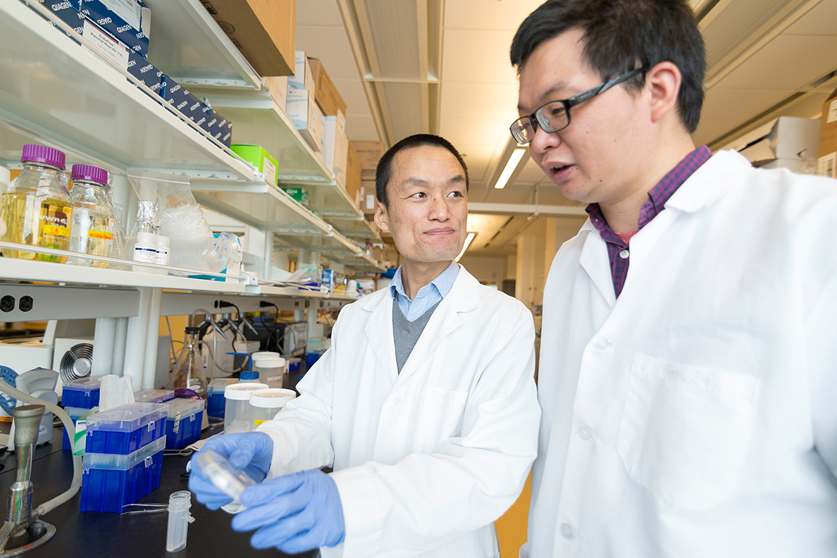 Senior author and assistant professor Zhaokang Cheng (left) discusses an experiment with first author and postdoctoral research fellow Peng Xia.