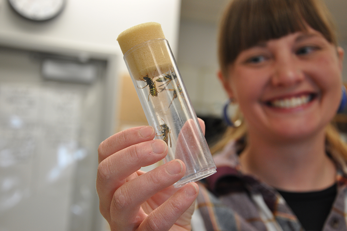 Megan Asche holds a vial containing paper wasps.