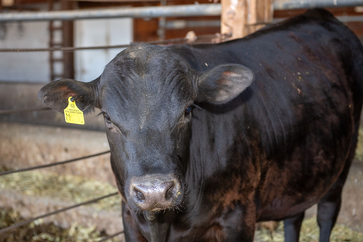 Closeup of a bull