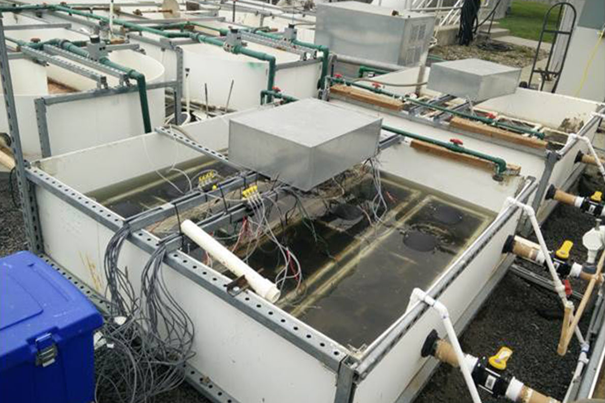 A pilot wastewater treatment system