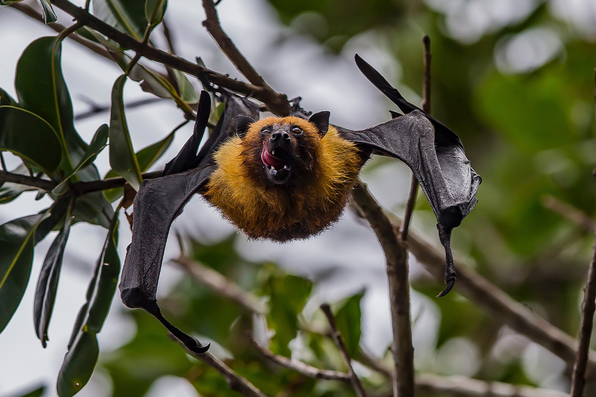 Closeup of a bat in a tree.