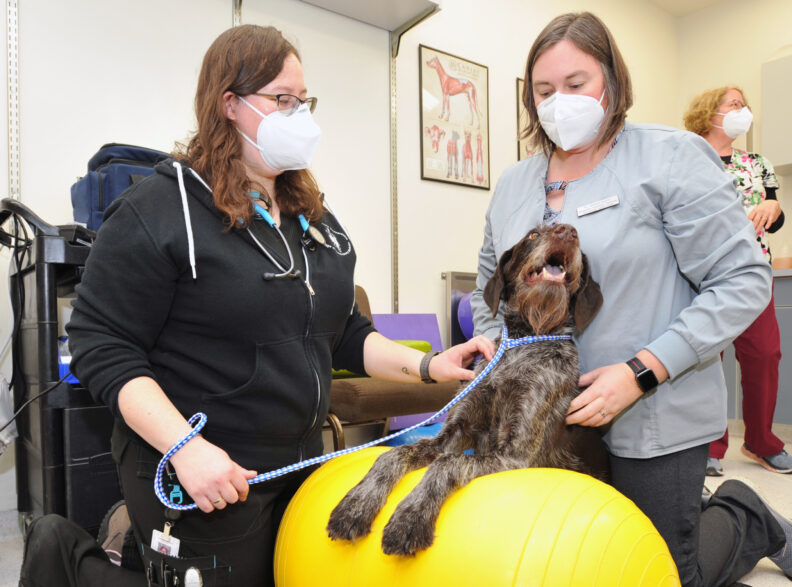 New treatment helps paralyzed dog walk again WSU Insider