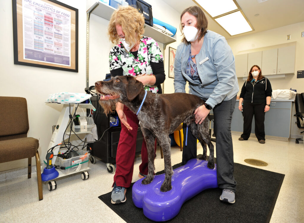 New treatment helps paralyzed dog walk again WSU Insider