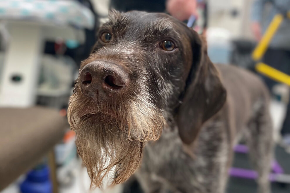 New treatment helps paralyzed dog walk again WSU Insider