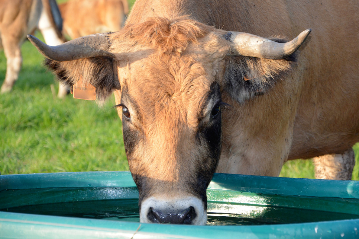 Closeup of a cow drinking from a water trough.