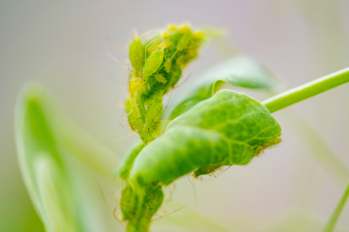 Pea aphids climb across a pea plant.