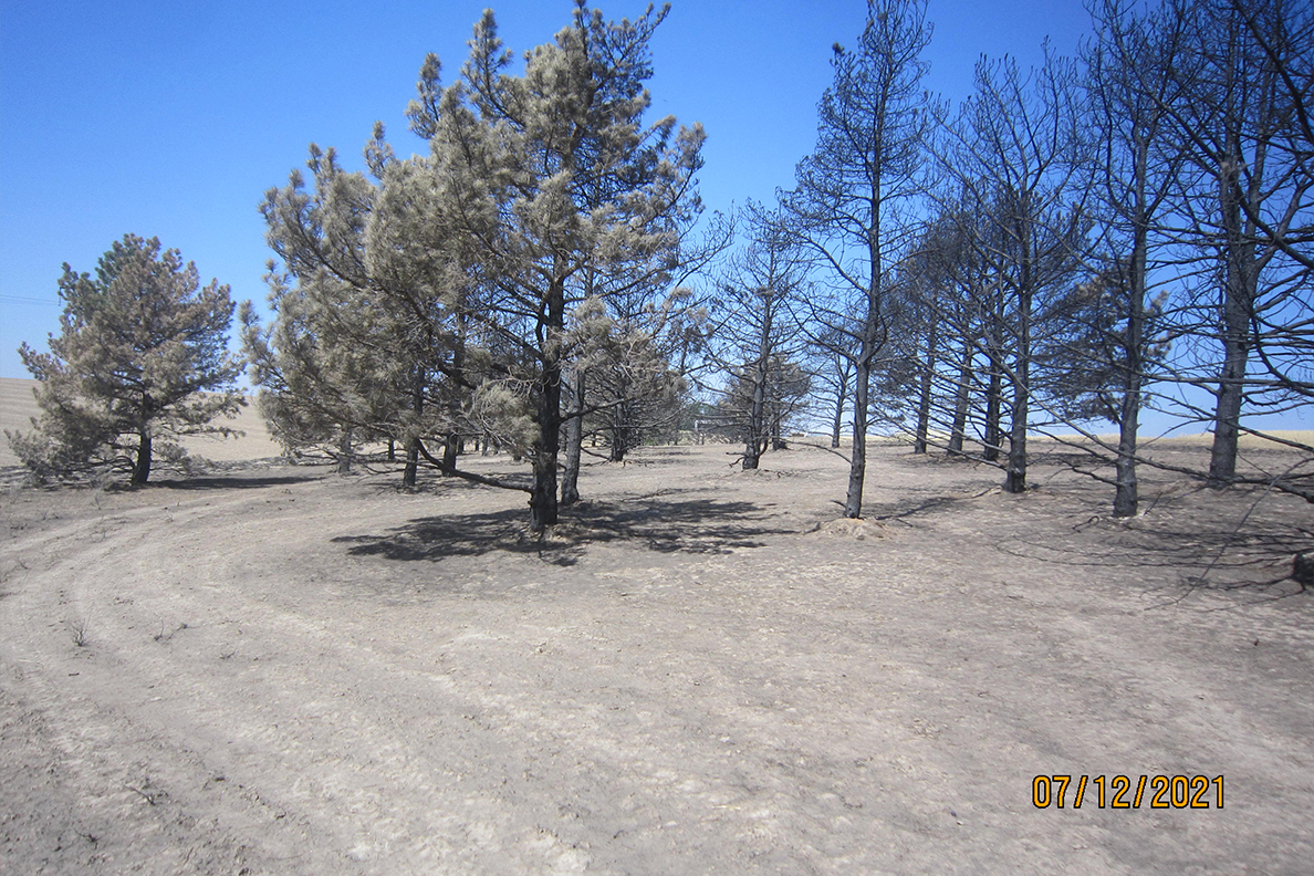 Burned Austrian Pines at the Lind Research station.