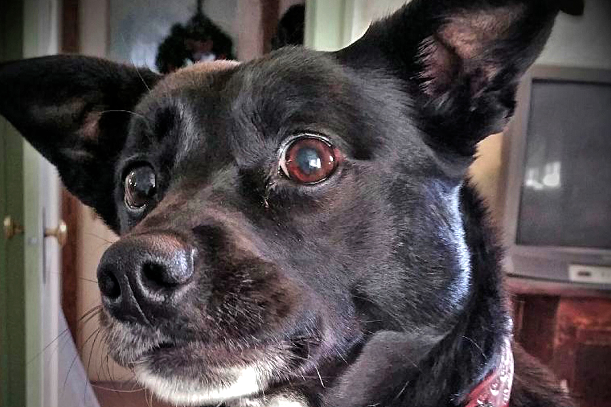 Closeup of Kooshie, a mixed-breed terrier.