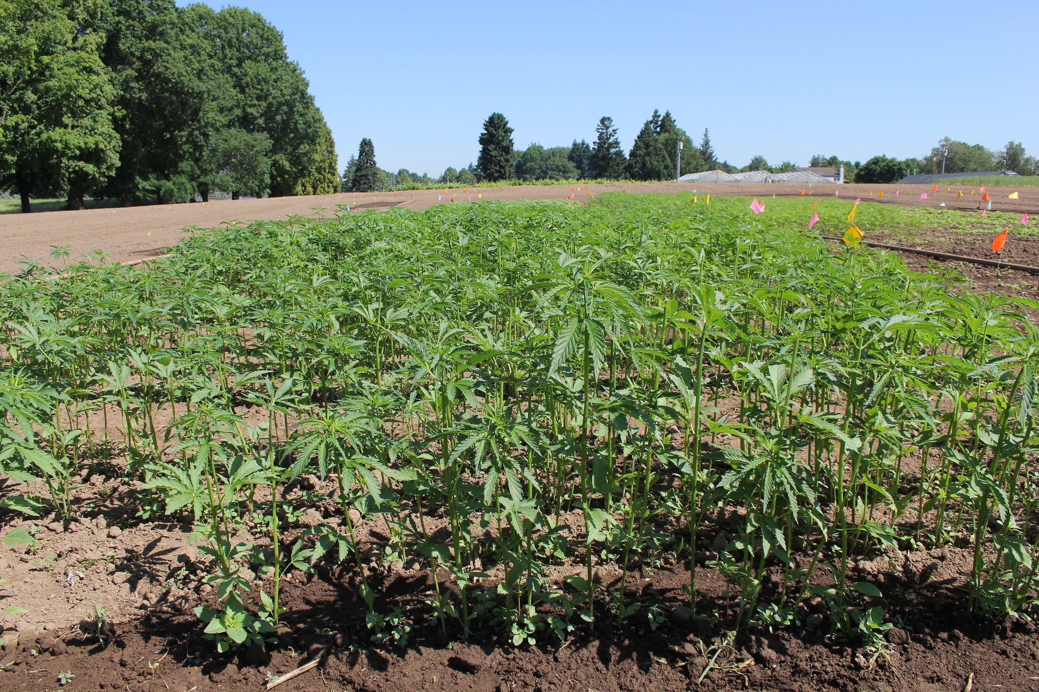 Hemp plants in a research plot