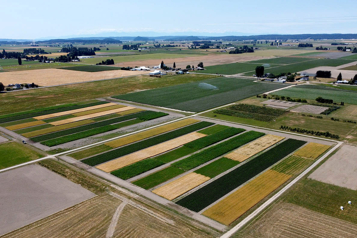 An aerial view of rectangular green and yellow fields.
