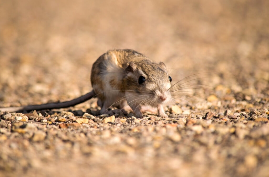 Kangaroo rat research aims to prepare for future extremes WSU Insider
