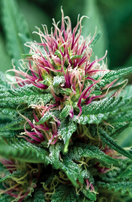 Closeup of a cannabis plant.