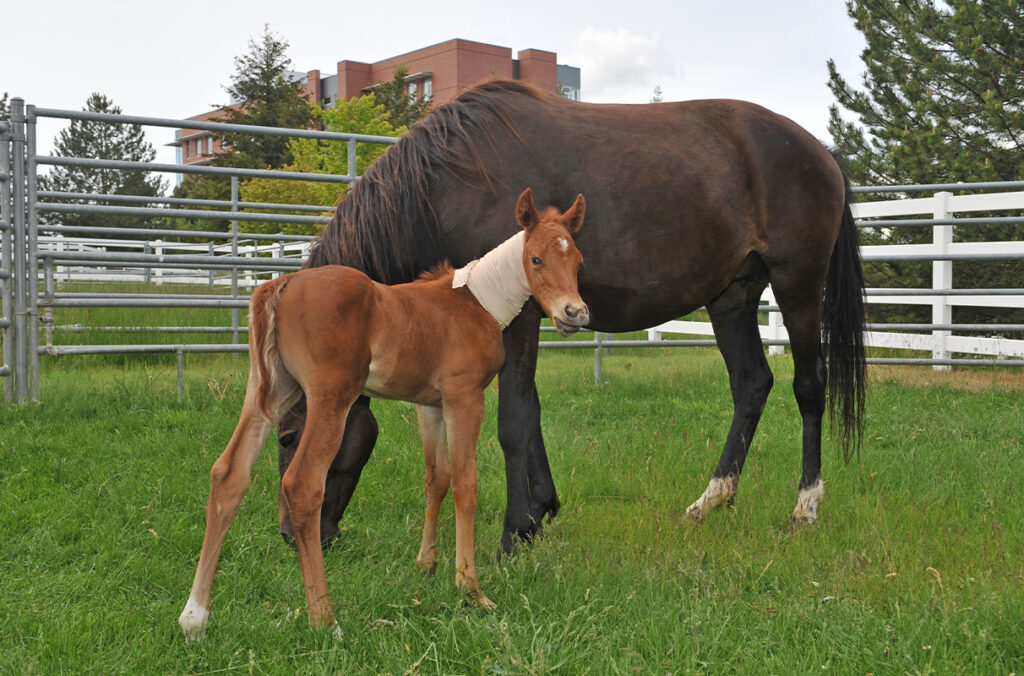 Pairing an orphan foal and a nursing mare is a challenging task and one that commonly ends with failure. In this case, the connection was instantaneous. 