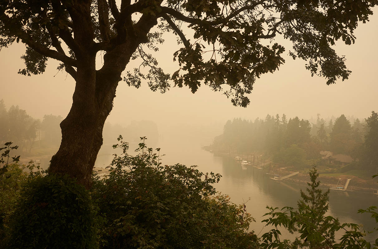 The dark shape of a tree and a view of the Willamette River covered in wildfire smoke.