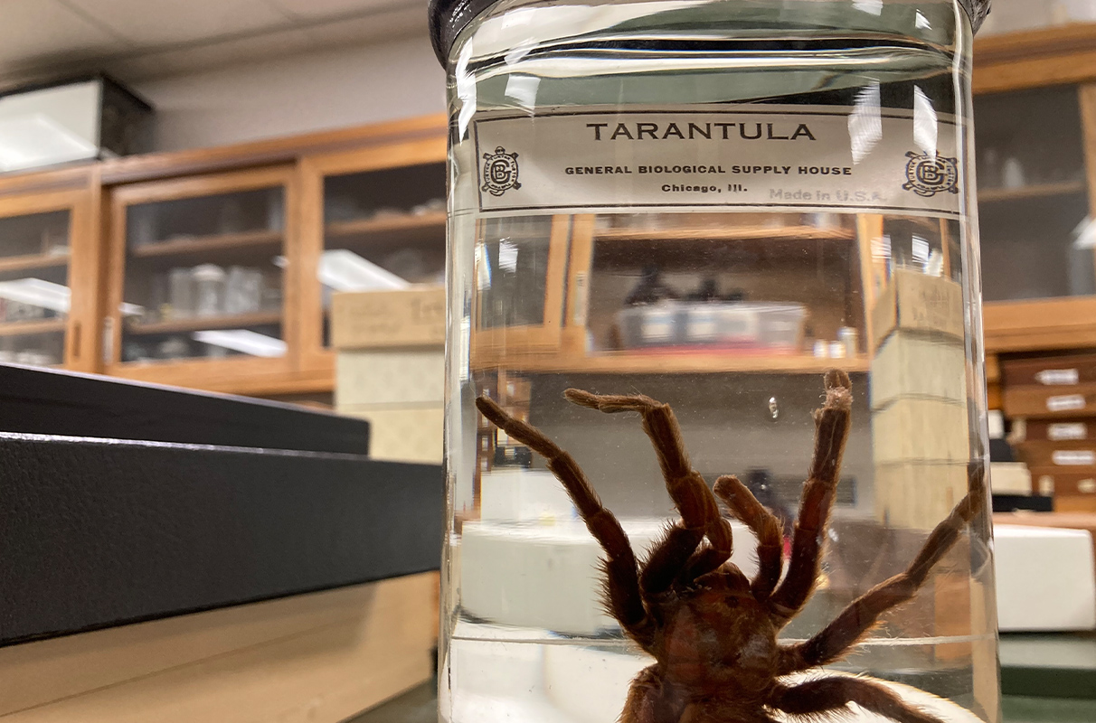 Closeup of a tarantula in a bottle.