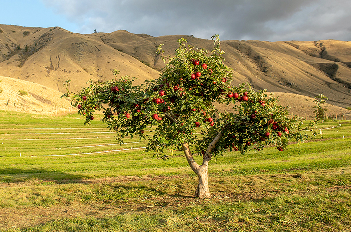 The WA 38 “Mother Tree,” is still growing at the university's Columbia View orchard in Wenatchee.