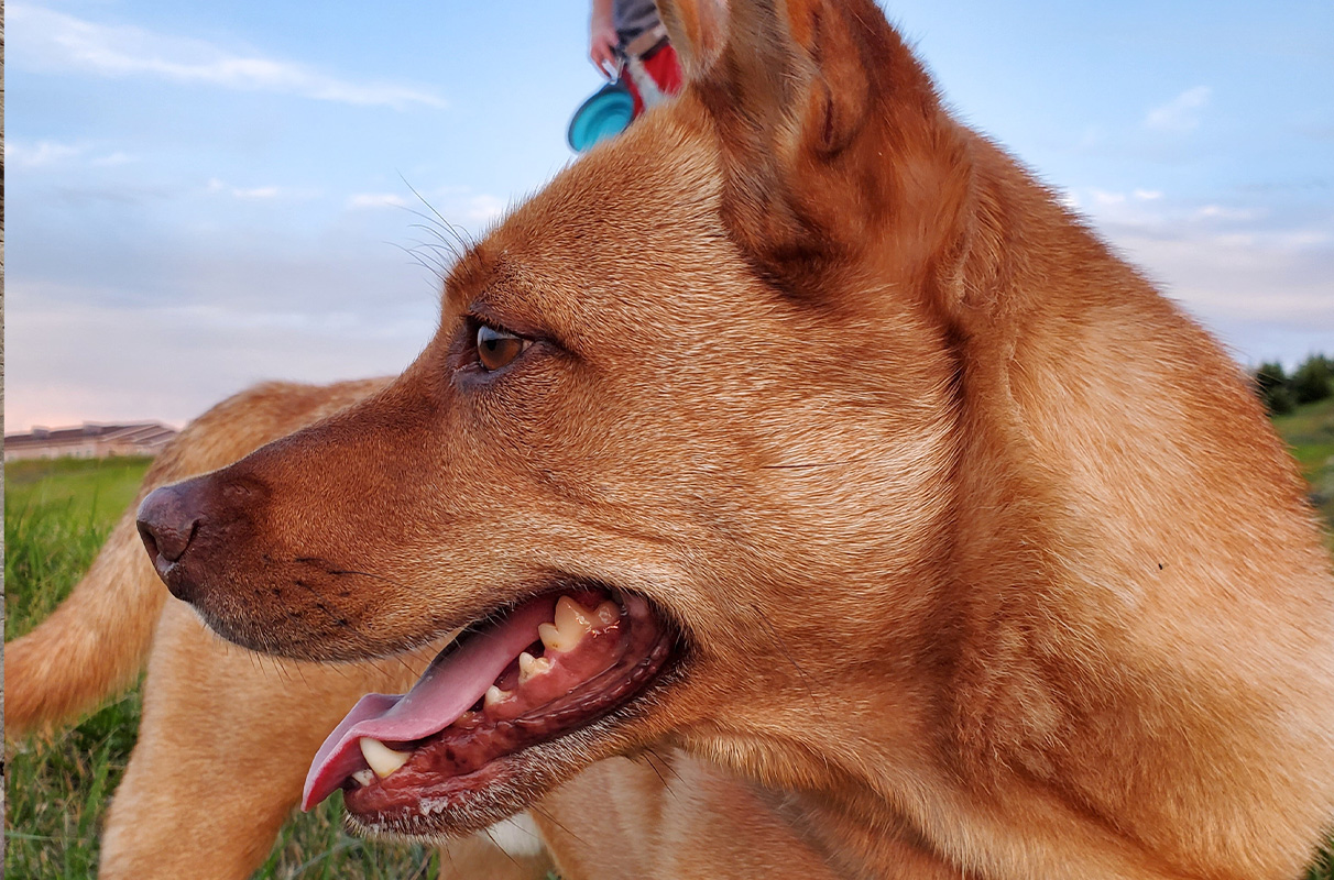 WSU helps dog recover from mystery lung condition – WSU Insider - Vimarsana News