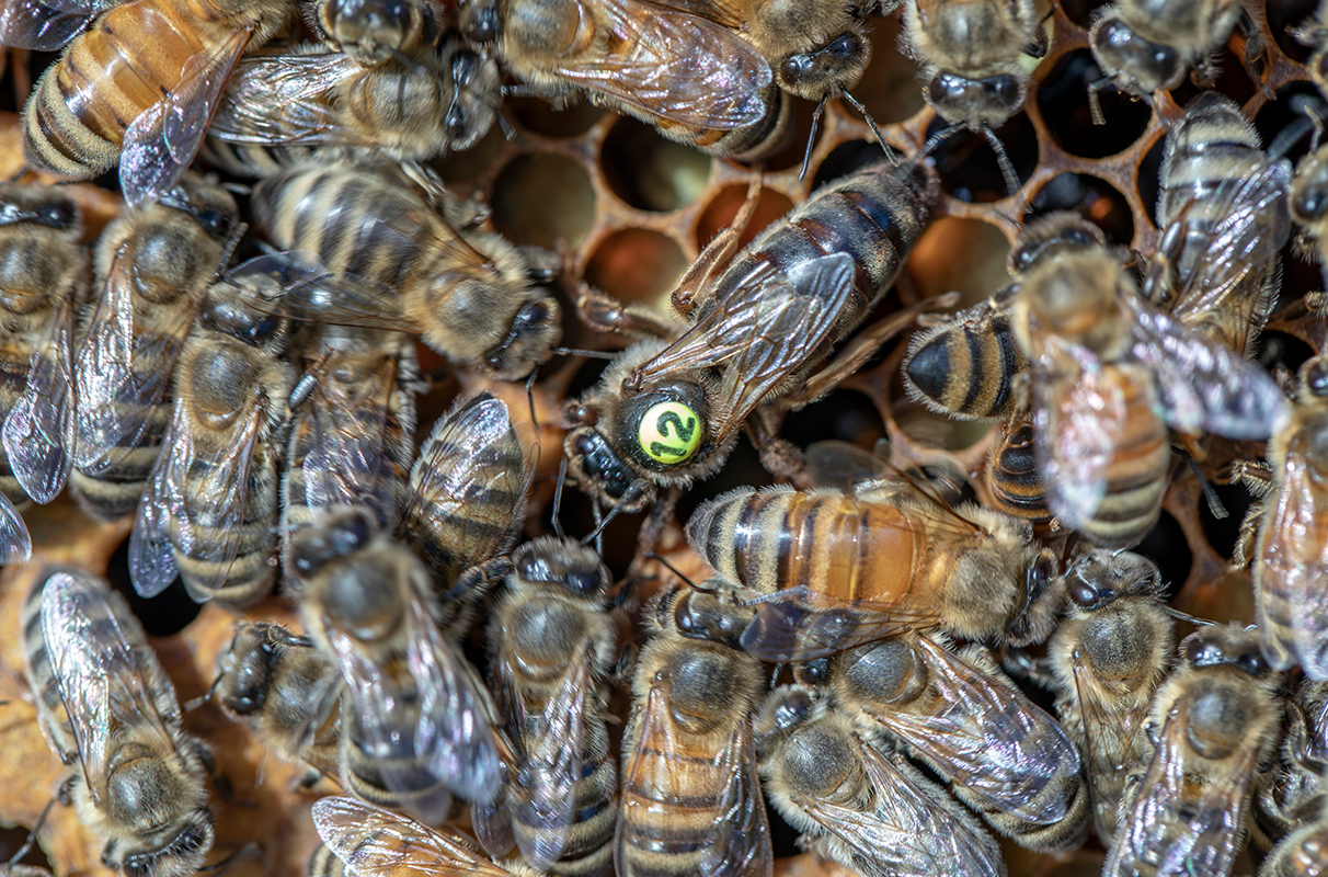 Indoor 'queen banking' could help beekeepers deal with changing climate – WSU Insider - Vimarsana News