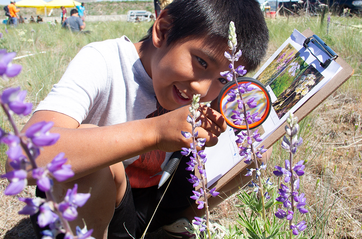 Tribal youth aid pollinators with Extension-improved seed bombs – WSU Insider - Vimarsana News