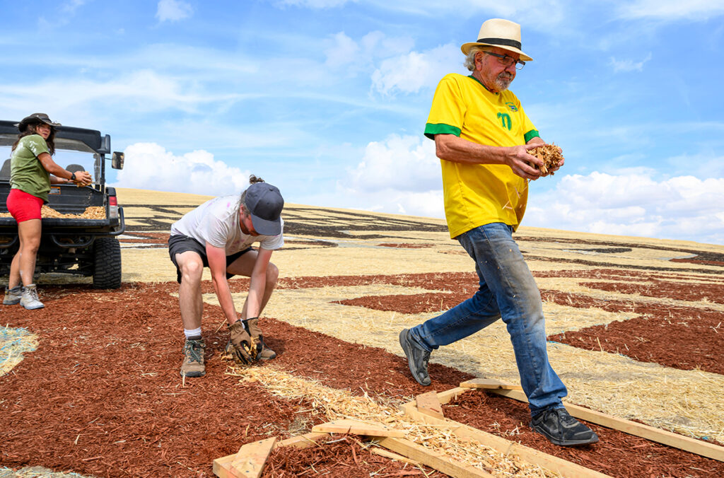 Stan Herd and others place mulch in select spots to transform a wheat field into WSU-themed artwork sponsored by BECU.