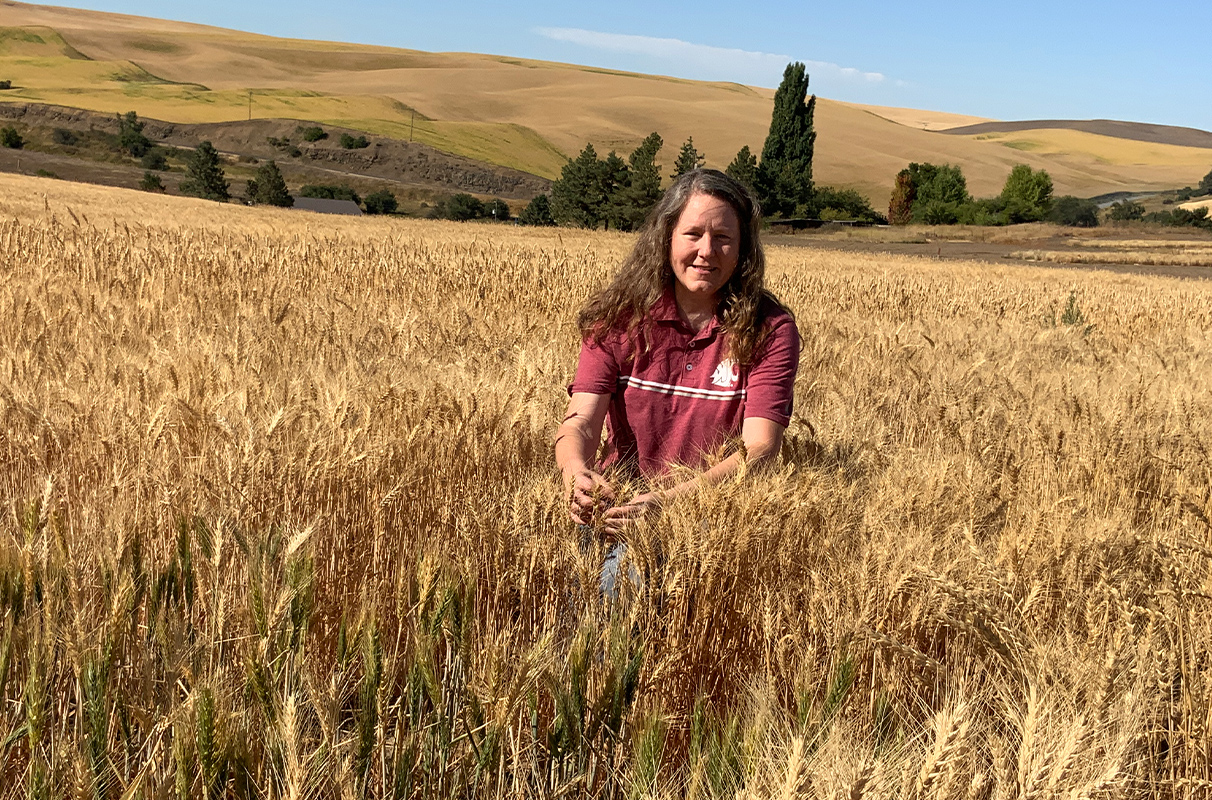 New grant to help grain farmers find low falling numbers sooner – WSU Insider - Vimarsana News