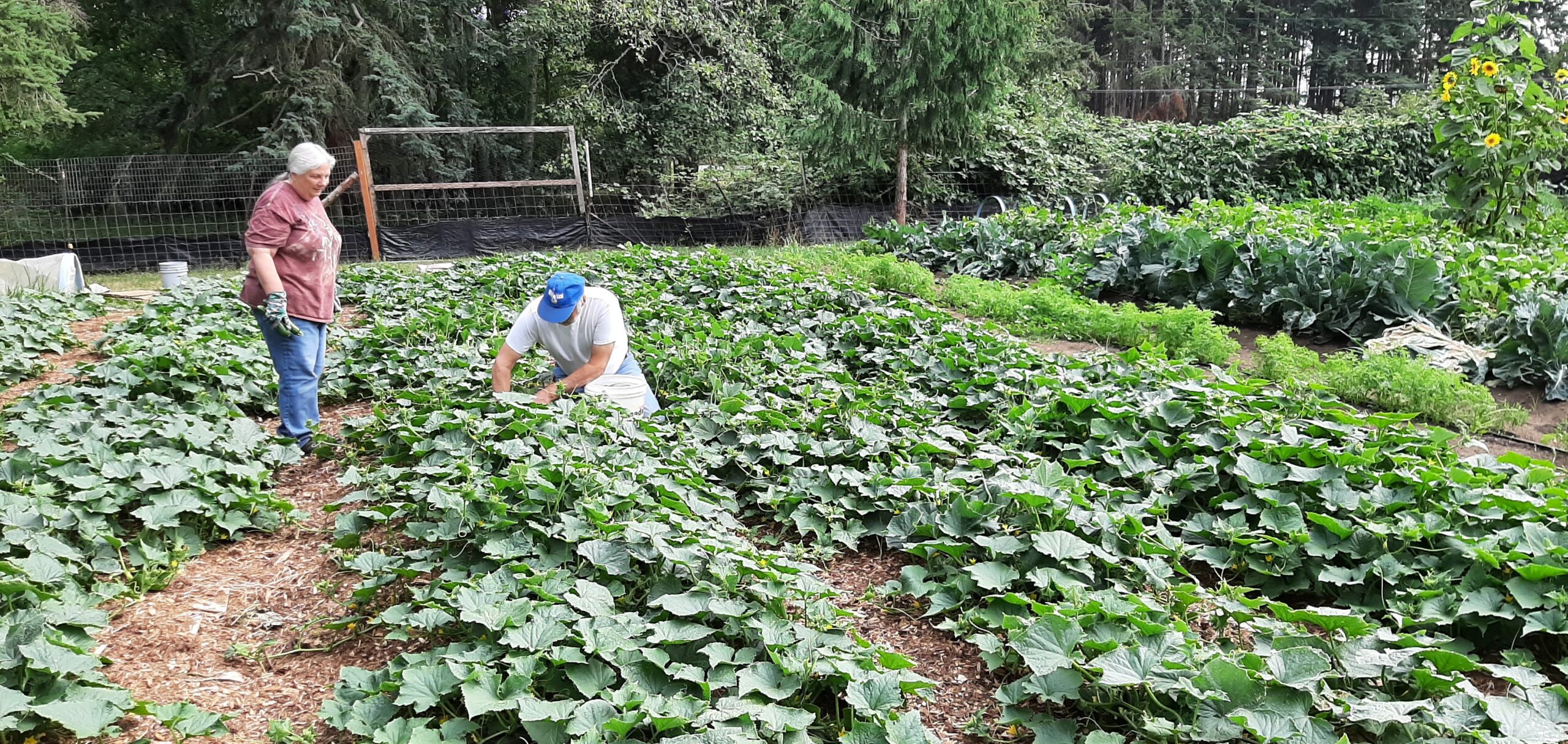 People working in a garden.