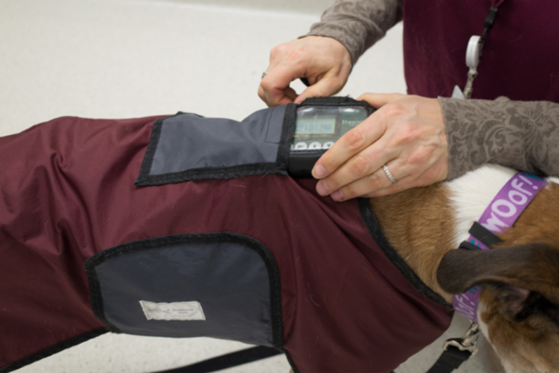 How to fit a dog with a Holter monitor Veterinary Teaching Hospital