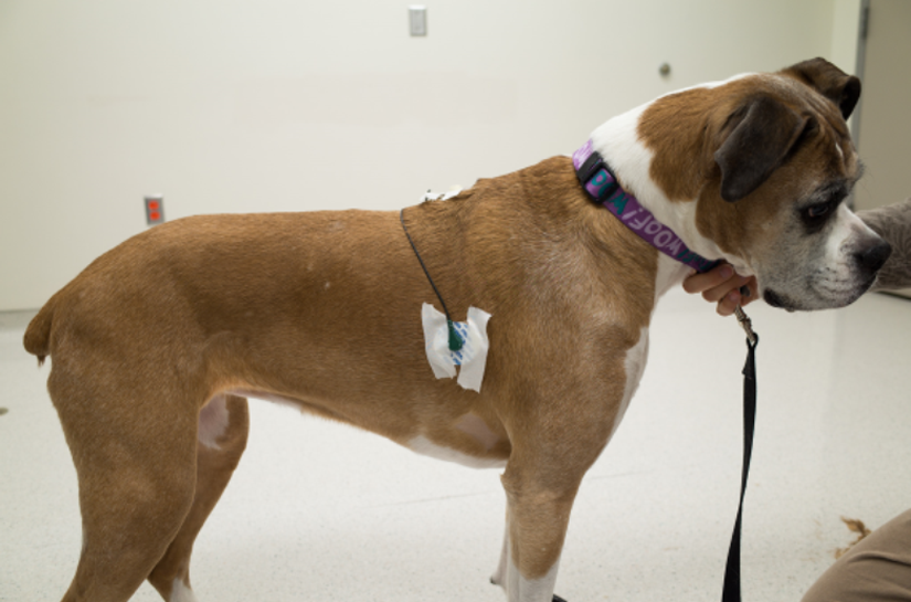 How to fit a dog with a Holter monitor Veterinary Teaching Hospital