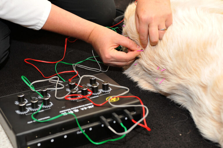 Integrative Veterinary Medicine Veterinary Teaching Hospital 