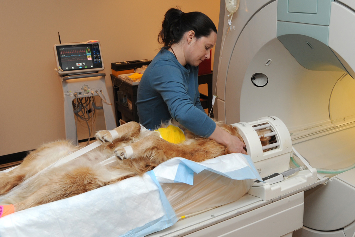 Common Spinal Injuries In Dogs Veterinary Teaching Hospital 