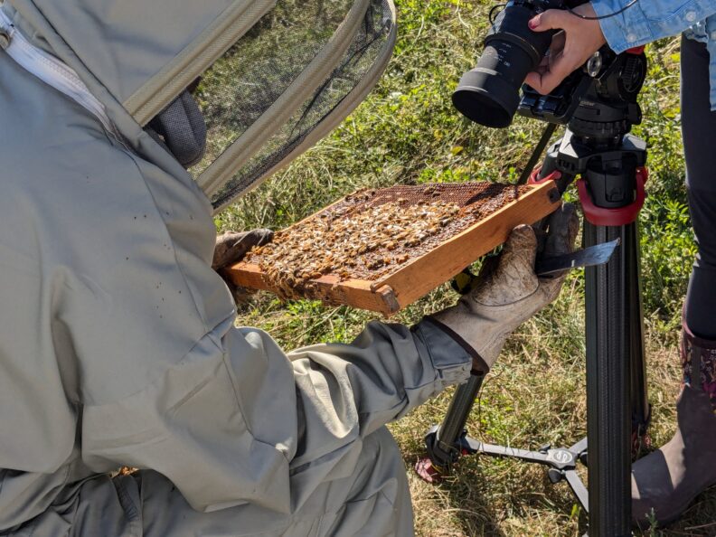 beekeeper holding frame and someone videotaping bees on frame