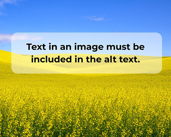 A field of canola with blue sky with the text, text in an image must be included in the alt text.