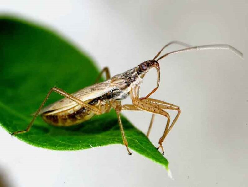 Predatory Bugs : Damsel bugs | Hortsense | Washington State University