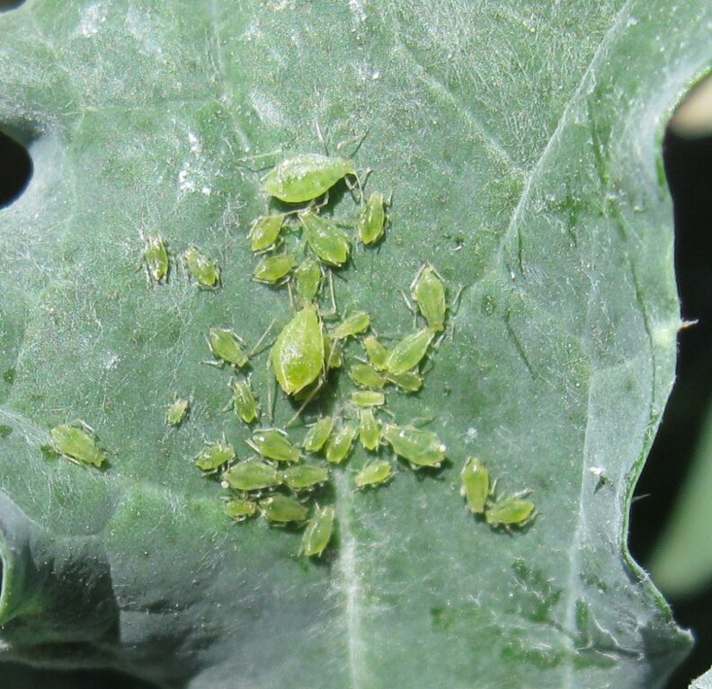 Broccoli, Cole crops Aphids Hortsense Washington State University