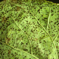 Bean: Rust | Hortsense | Washington State University