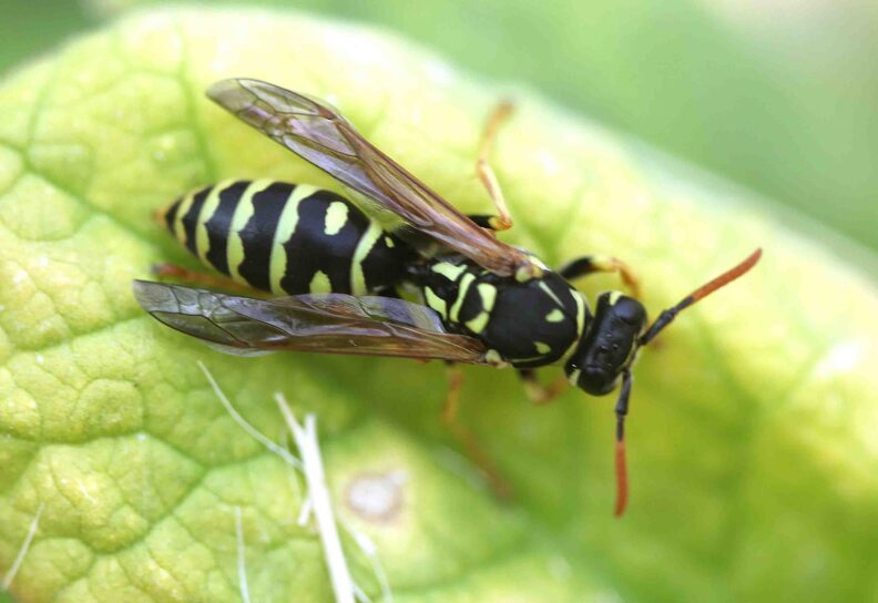 Stinging Wasps Paper wasps Hortsense Washington State University