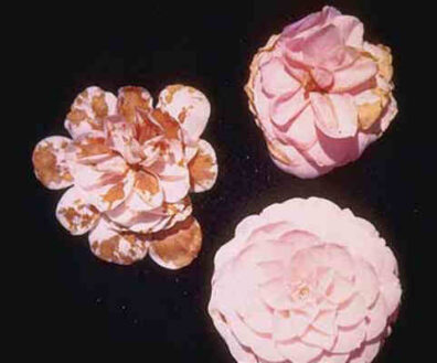Camellia: Flower and petal blight Hortsense Washington State University