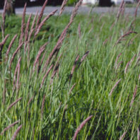Weeds: Velvetgrass (Common velvetgrass) &ndash; Holcus lanatus | Hortsense