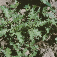 Weeds: Nightshades – Solanum spp. | Hortsense | Washington State University