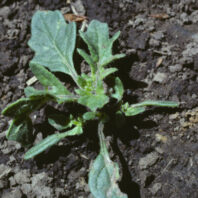 Weeds: Nightshades – Solanum spp. | Hortsense | Washington State University