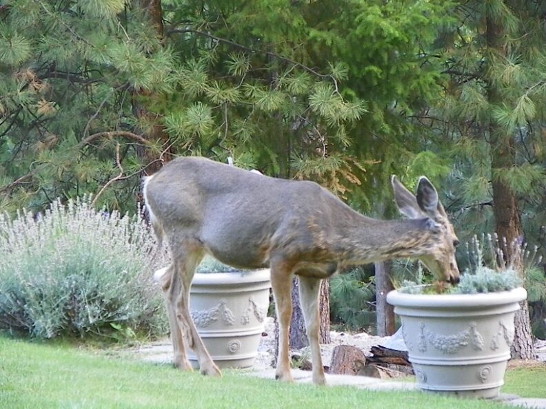 Vertebrate Deer damage Hortsense Washington State University